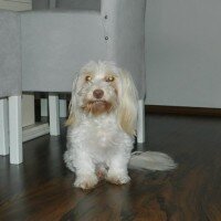 Maltese, Köpek  Gofret fotoğrafı