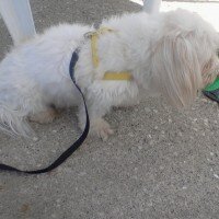 Maltese, Köpek  Gofret fotoğrafı