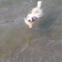 Maltese, Köpek  Gofret fotoğrafı