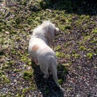 Maltese, Köpek  Gofret fotoğrafı