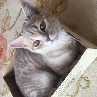 British Shorthair, Kedi  Duman fotoğrafı