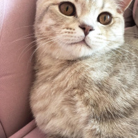 British Shorthair, Kedi  Duman fotoğrafı