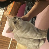 British Shorthair, Kedi  Duman fotoğrafı