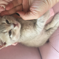 British Shorthair, Kedi  Duman fotoğrafı