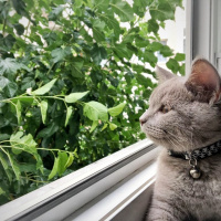 British Shorthair, Kedi  Bulut fotoğrafı