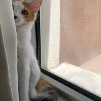 Ankara Kedisi, Kedi  Topaz fotoğrafı