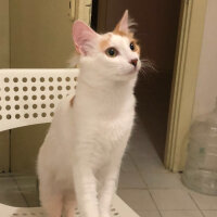 Ankara Kedisi, Kedi  Topaz fotoğrafı