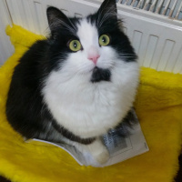 Tuxedo (Smokin) Kedi, Kedi  Hüseyin fotoğrafı
