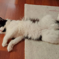 Tuxedo (Smokin) Kedi, Kedi  Hüseyin fotoğrafı