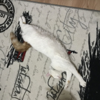 Tekir Kedi, Kedi  Berlin fotoğrafı