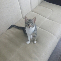 Tekir Kedi, Kedi  boncuk fotoğrafı