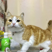 Tekir Kedi, Kedi  Leyla fotoğrafı