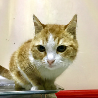 Tekir Kedi, Kedi  Leyla fotoğrafı