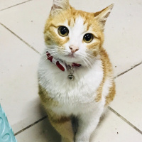 Tekir Kedi, Kedi  Leyla fotoğrafı