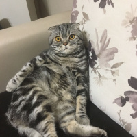 Tekir Kedi, Kedi  Leyla fotoğrafı