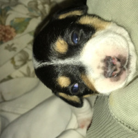 Jack Russell Terrier, Köpek  Bebek fotoğrafı