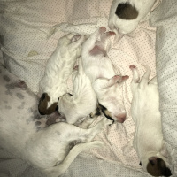 Jack Russell Terrier, Köpek  Bebek fotoğrafı