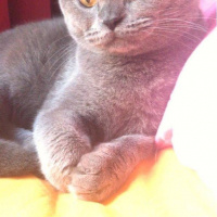 British Shorthair, Kedi  Stalin fotoğrafı