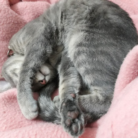 Mavi Rus, Kedi  Niko fotoğrafı