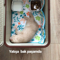 British Shorthair, Kedi  Sarman fotoğrafı