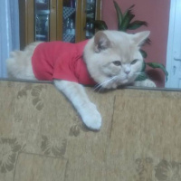 British Shorthair, Kedi  Sarman fotoğrafı