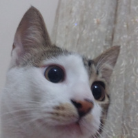 Tekir Kedi, Kedi  Tilbe fotoğrafı