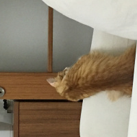 Tekir Kedi, Kedi  Pamuk fotoğrafı