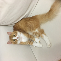 Tekir Kedi, Kedi  Pamuk fotoğrafı