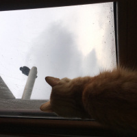 Tekir Kedi, Kedi  Pamuk fotoğrafı