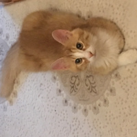 Tekir Kedi, Kedi  Pamuk fotoğrafı