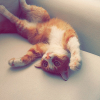 Tekir Kedi, Kedi  Pamuk fotoğrafı