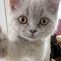 British Shorthair, Kedi  Boncuk fotoğrafı