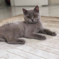 British Shorthair, Kedi  Boncuk fotoğrafı