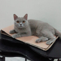 British Shorthair, Kedi  Boncuk fotoğrafı