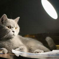 British Shorthair, Kedi  Boncuk fotoğrafı