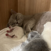 British Shorthair, Kedi  Boncuk fotoğrafı