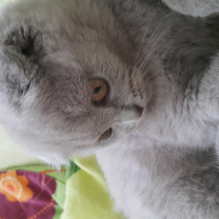 Scottish Fold, Kedi  Zilli fotoğrafı