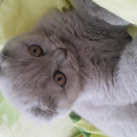 Scottish Fold, Kedi  Zilli fotoğrafı