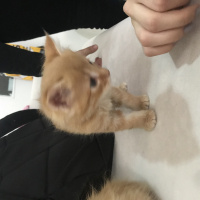 Tekir Kedi, Kedi  Nohut fotoğrafı