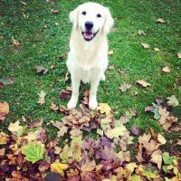 Golden Retriever, Köpek  Pasha  fotoğrafı