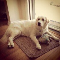 Golden Retriever, Köpek  Pasha  fotoğrafı