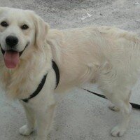 Golden Retriever, Köpek  Pasha  fotoğrafı