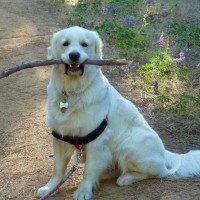 Golden Retriever, Köpek  Pasha  fotoğrafı