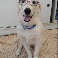 Golden Retriever, Köpek  Pasha  fotoğrafı