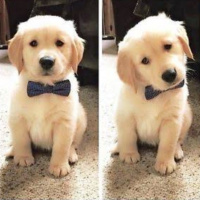 Golden Retriever, Köpek  Teo fotoğrafı