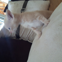 Tekir Kedi, Kedi  Minnoş fotoğrafı