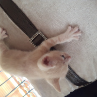 Tekir Kedi, Kedi  Minnoş fotoğrafı