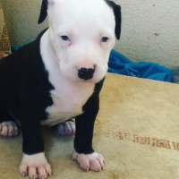 Amerikan Pitbull Terrier, Köpek  Hera fotoğrafı