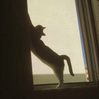 Tekir Kedi, Kedi  Tontiş fotoğrafı