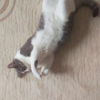 Tekir Kedi, Kedi  Tontiş fotoğrafı